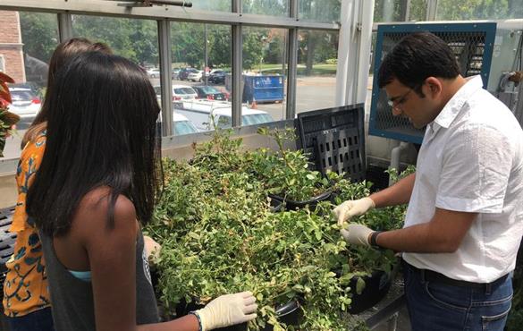 Washington University researcher Ramesh Raliya developed an aerosol product that applies fertilizer to crops using nanotechnology, or particles smaller than 500 nanometers.