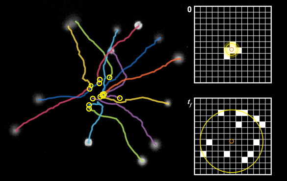 An acoustic trap created by J. Mark Meacham and his lab takes advantage of material properties of the cell bodies to hold them in place without damaging them.