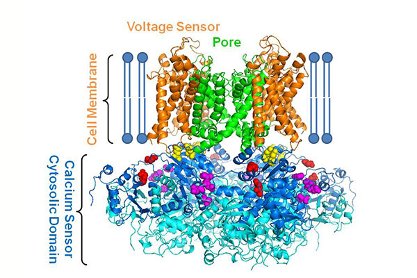 Jianmin Cui’s lab investigated mechanisms of the an important ion channel called the BK channel, which is associated with high blood pressure, autism and movement disorders.