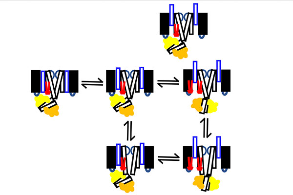 Jianmin Cui and his team seek to understand the ion channel mechanisms that control the electrical signaling in the heart to look for target locations within the channel that may be a good site for new treatment options for arrhythmia. (Credit: Cui lab)