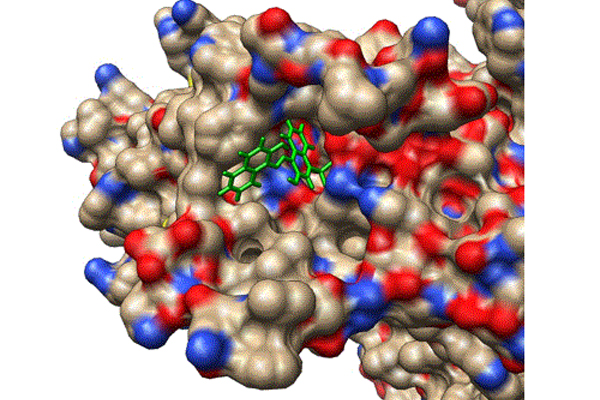 On the molecular surface of KCNQ1, red (blue) represents negatively (positively) charged region, and gray means uncharged region. C28 is represented in stick mode. (Image courtesy of Xiaoqin Zou)