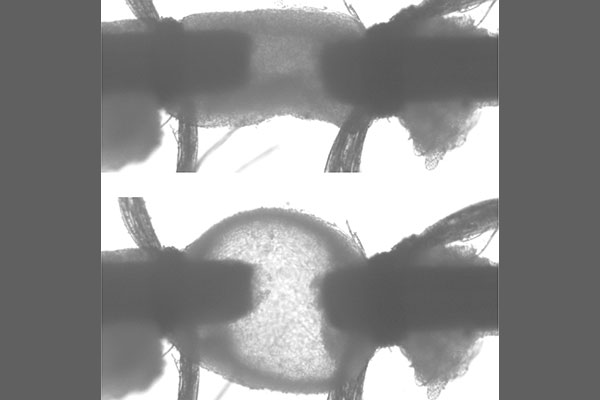 Jessica Wagenseil and members of her team applied various stresses and strains to newborn mouse aorta to determine its mechanical properties. This technically challenging work revealed these biaxial mechanical properties of newborn mouse aorta for the first time. (Image credit: Wagenseil lab)