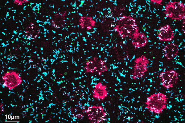 Michael Vahey plans to establish the factors that drive the assembly of viral immune complexes and study how they interact with immune cell receptors. This image shows B cells (in red) descending on a surface and interacting with a form of viral immune complexes (the viral protein is blue, and the antibody is green).  (Credit: Vahey lab)