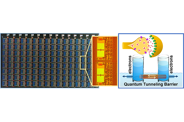 An array of fabricated Fowler-Nordheim artificial synapses and a memory consolidation model implemented by each of the synapses. (Chakrabartty lab)