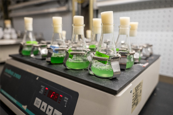 Biologist Himadri Pakrasi in Arts & Sciences, who studies how cyanobacteria contribute to the chemistry of life, will lead a $5 million effort to develop technology that can convert atmospheric nitrogen into fertilizer. (Photos: Sean Garcia/Washington University)