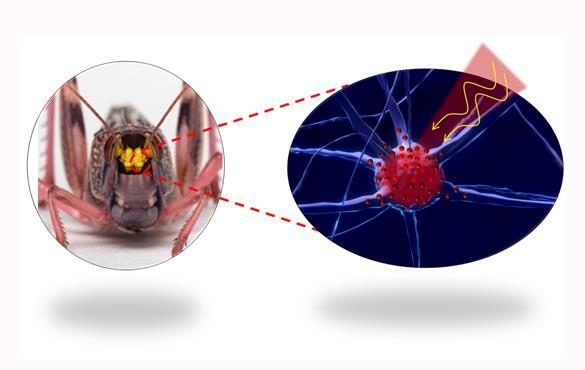 The researchers will use a locust brain as a model to determine whether their method will allow them to control neurons.