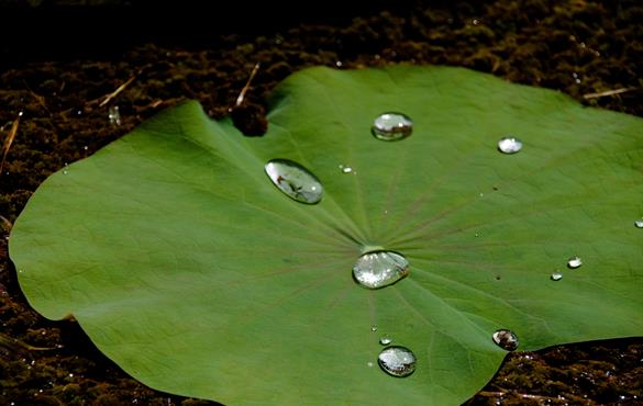 Patricia Weisensee and her lab studied the temperature and evaporative behavior of a drop pinned to a vertical surface.