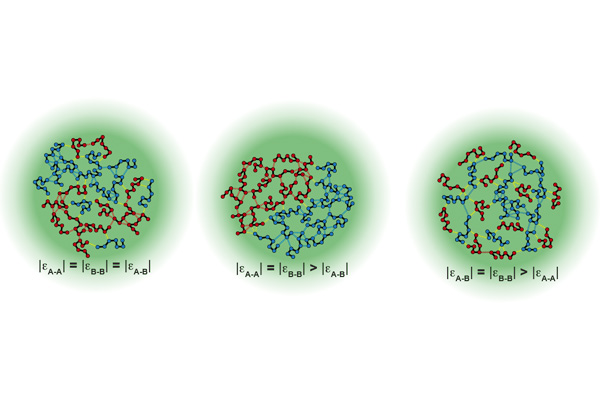 Internal condensate organizations of polymer mixtures depend on the interplay of homotypic vs. heterotypic interactions.