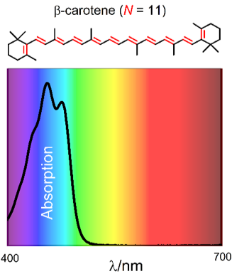 Carotenoids help regulate the efficiency of LHCs and photoprotect the primary photosynthetic pigments, chlorophylls and bacteriochlorophylls, embedded in those complexes.