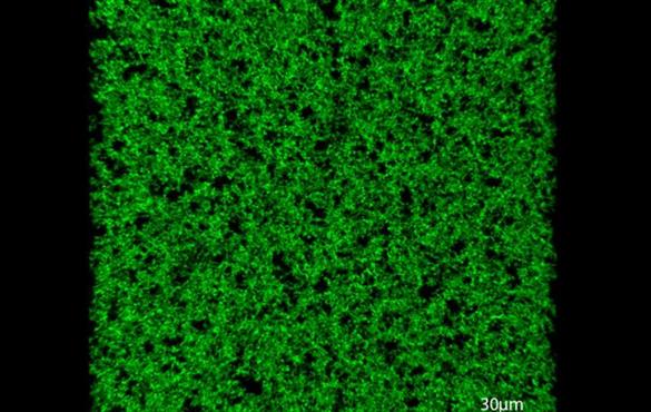 The partially ordered protein forms a stable, porous scaffold that can rapidly integrate into tissue and promote the formation of blood vessels.