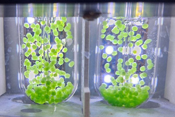 McKelvey Engineering researchers plan to engineer the cyanobacterium Synechococcus 2973 to create food, nutraceuticals and biopolymers from human waste generated in space.  They will test this process in simulated micro- and low-gravity conditions and integrate the biological systems from anaerobic digestion to their newly developed photo-biorefineries, for example, engineering cyanobacteria and synthetic lichens, as shown in this photo.  (Courtesy photo)