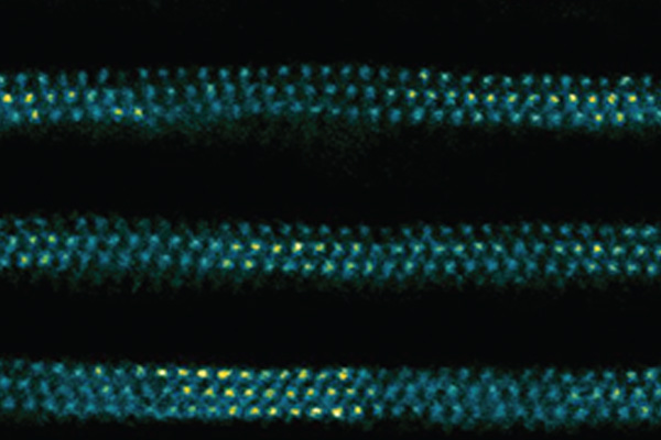 An electron microscopy image captures the wave-like rippling observed in a MXene. (Image: Francisco Lagunas Vargas)