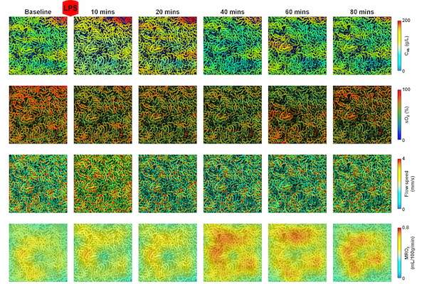 high-tech-imaging-mouse-kidneys.jpg