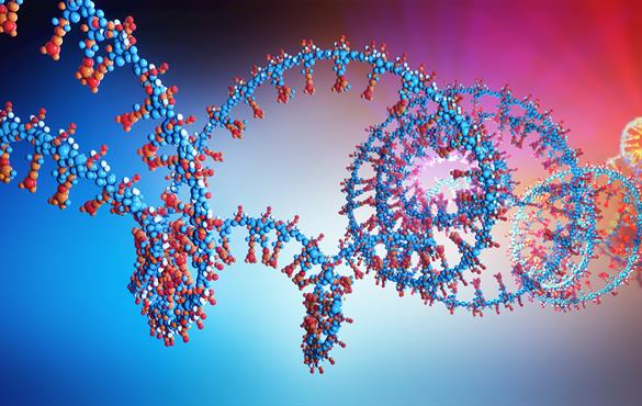 Weixiong Zhang and his collaborators found a new class of circRNAs that circulate at the positions inside of exons, introns and RNA sequences from the genomic regions between genes and called them interior circRNAs.