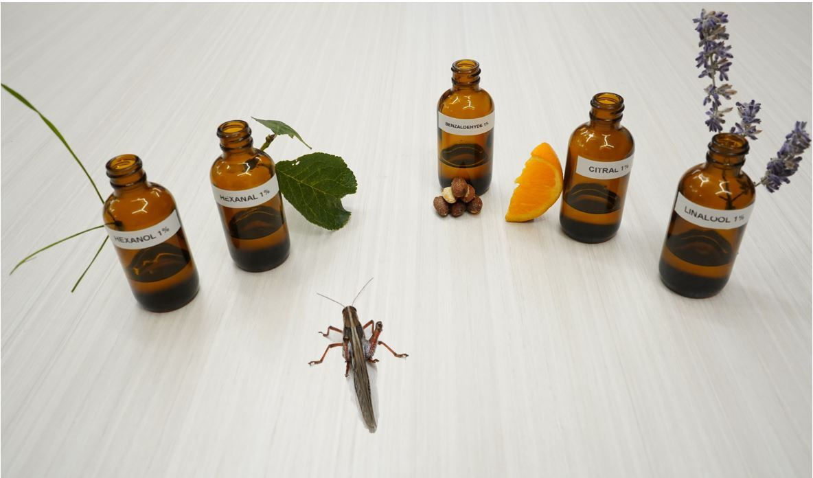 Good smells, bad smells: It’s all in the insect brain | WashU McKelvey ...