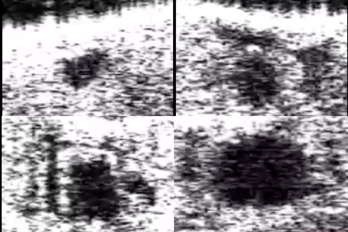 Research by Elena Gracheva in Chao Zhou's lab used optical coherence microscopy to image the heart tube, or cardiovascular system, of a fruit fly model of a rare human disease. (From top left) These images show a heart tube with the gene removed; one of a normal fruit fly; one with the human TREX1 gene; and one with a mutated human TREX1 gene. (Credit: Elena Gracheva)