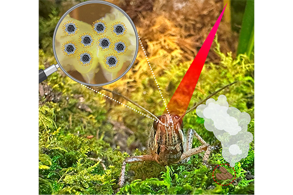 Srikanth Singamaneni and Barani Raman led a team that harnessed the power of specially made nanostructures that can absorb light and create heat and act as containers to store and release chemicals on demand. They used these nanostructured materials to boost neural response in the locust's brain to specific odors and to improve their identification. (Singamaneni lab)