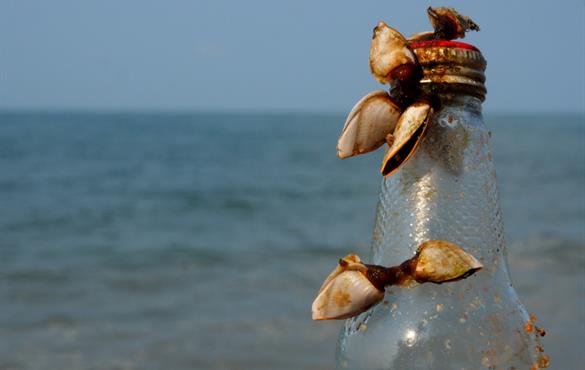 Researchers at Washington University are studying the proteins in mussels to understand what makes them stick on wet surfaces. Their studies could help develop strong, waterproof glue. ZHANG LABORATORY